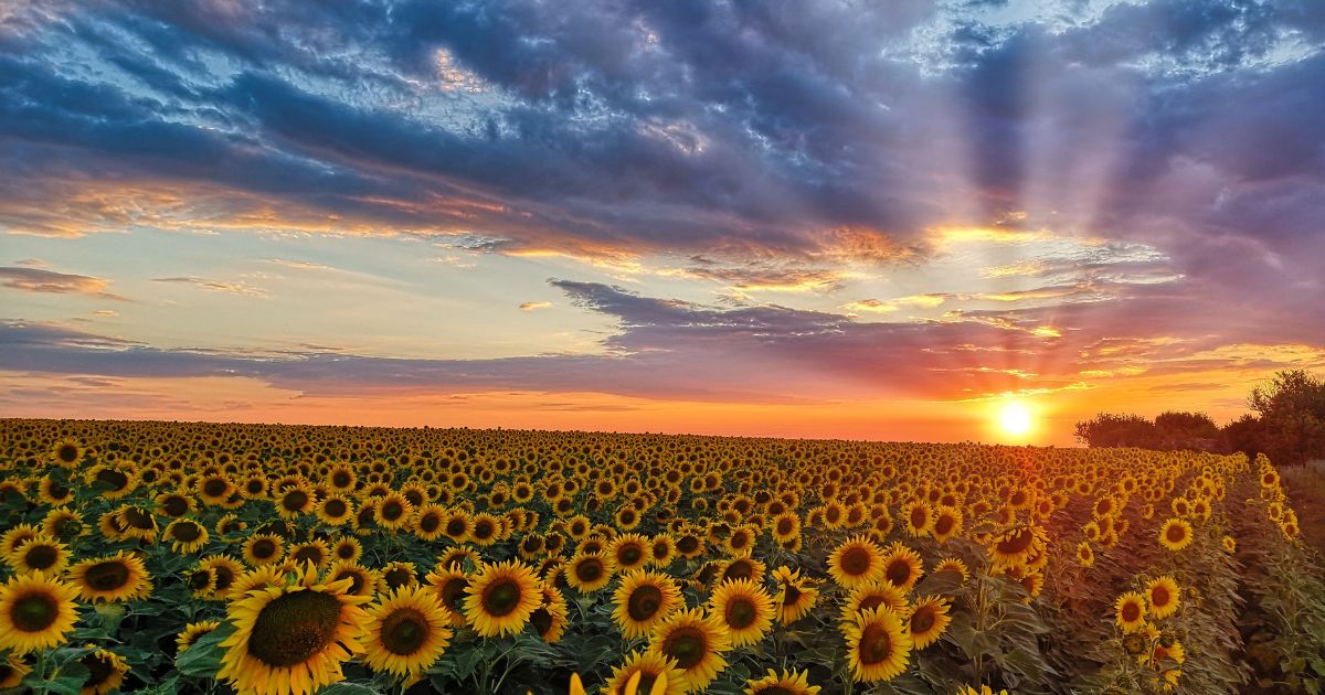 Why Sunflower Lecithin Is Considered A Health Food Additive In US?