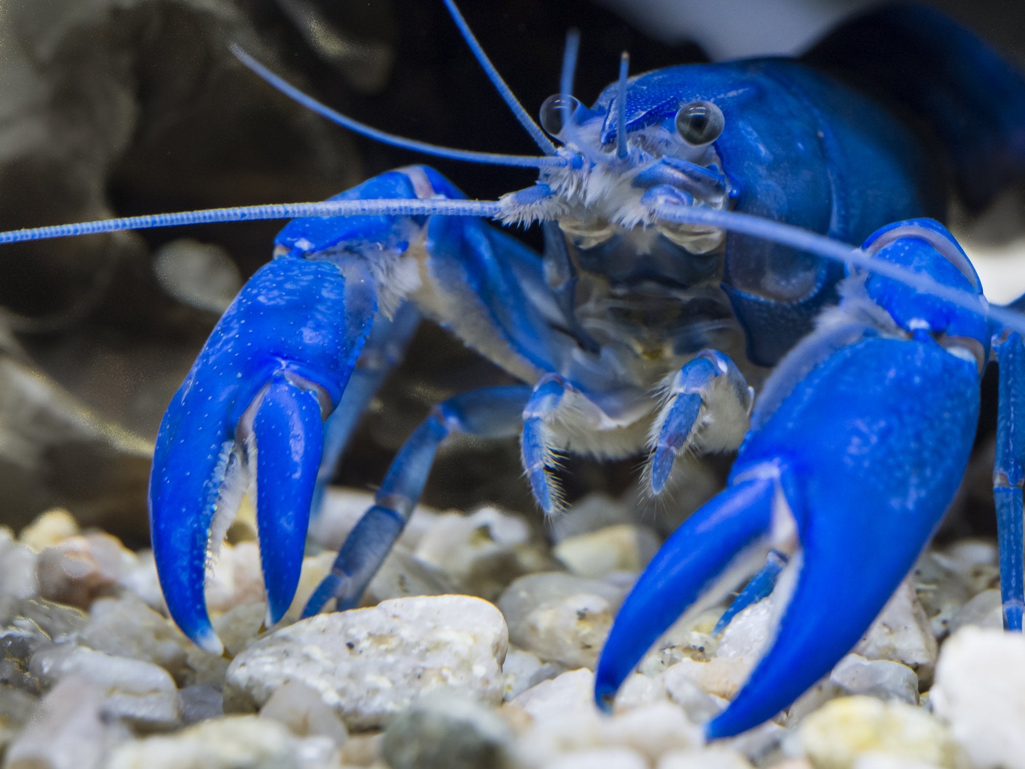 Exploring the Delicacies of Marron: Cultivating and Savoring Australia's Blue Crayfish