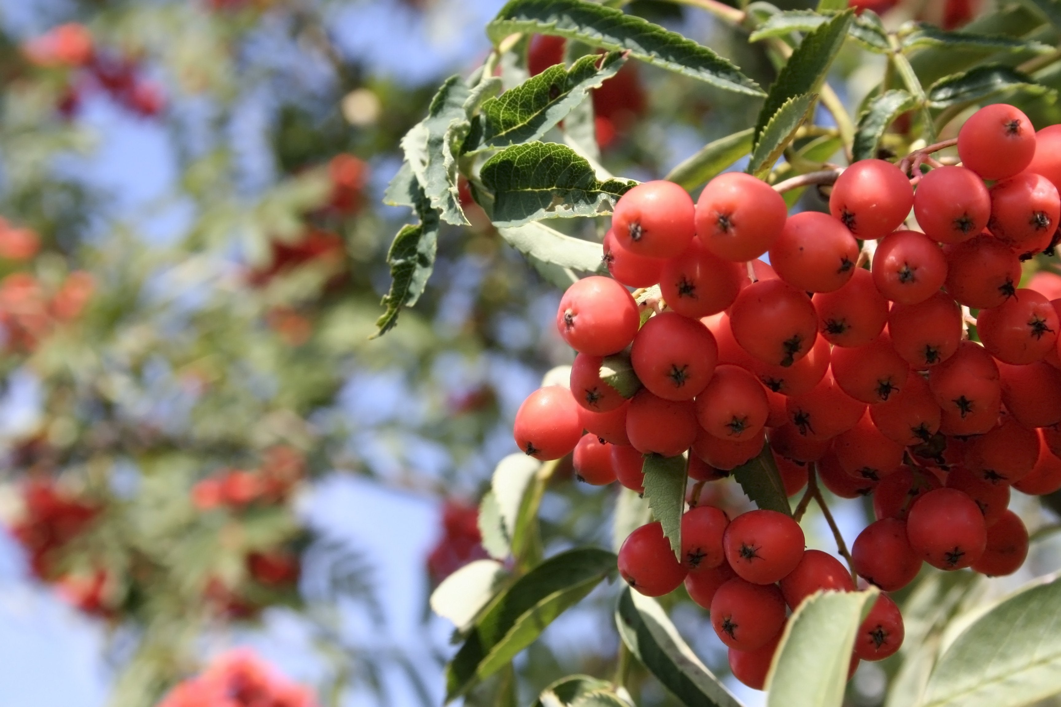 Unlocking the Power of Rowanberry Extract: From Ancient Remedies to Modern Marvels